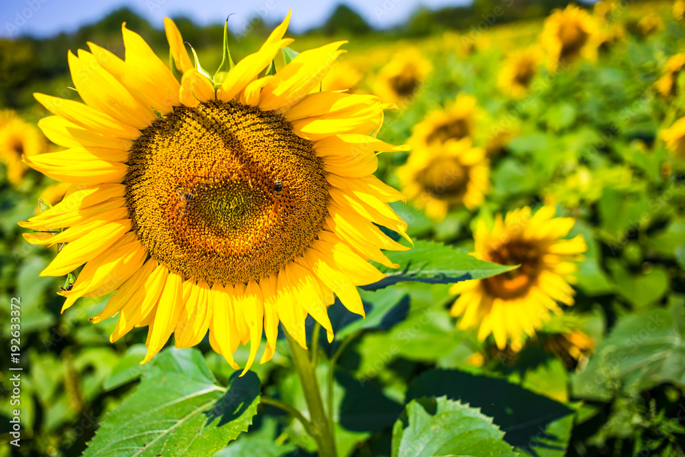 Fototapeta premium Sunflower field with cloudy blue sky