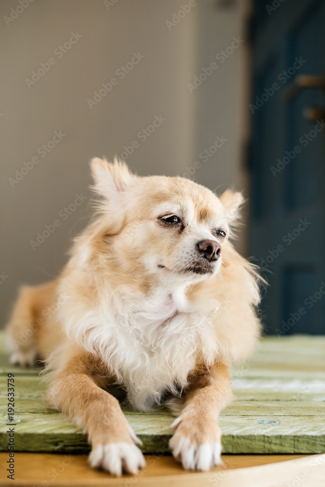 cute chihuahua dog  sit and relax on house floor waiting for his master