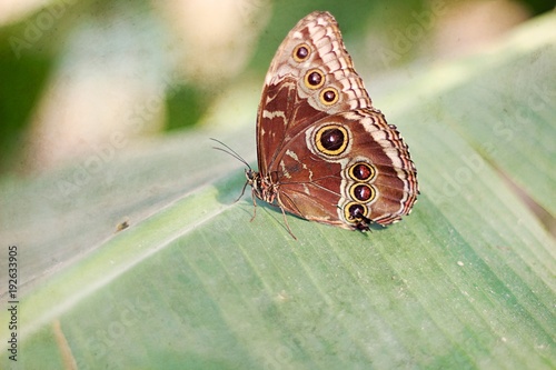 Owl butterfly resting on tree photo