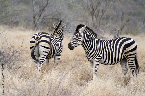 zebra animale africa natura fauna