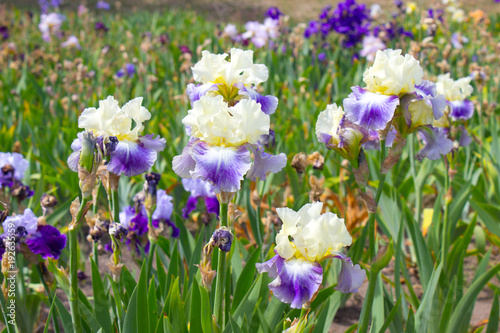 Fototapeta Naklejka Na Ścianę i Meble -  Iris Flower