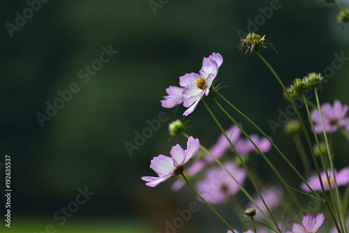 coreopsis