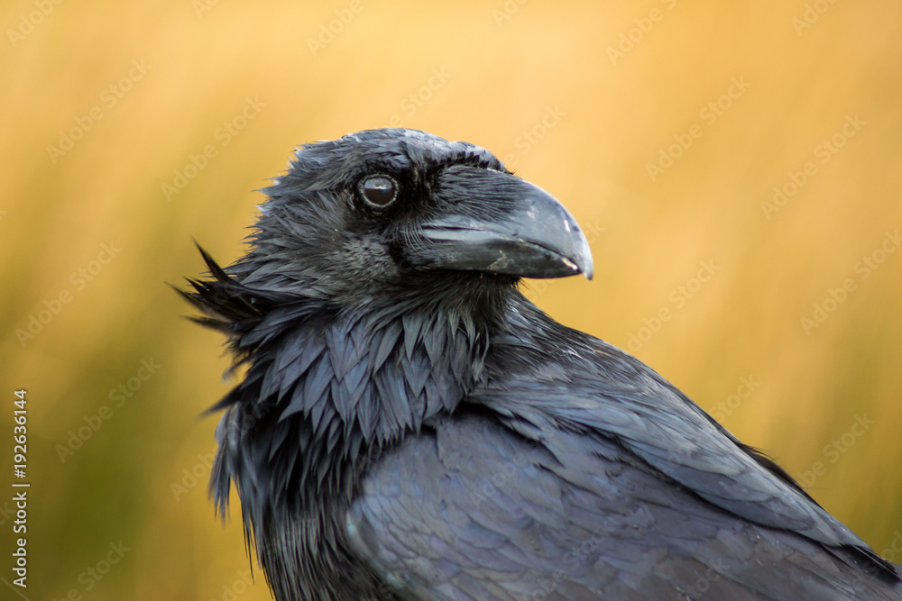 Fototapeta premium A raven in Dartmoor, UK
