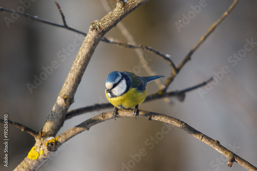 A little bird chickadee sitting on a branch of tree © ksubogdanova
