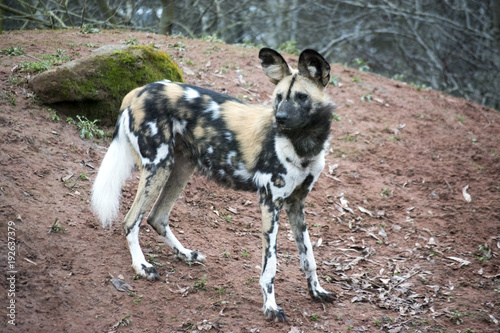Painted Dog Standing Guard