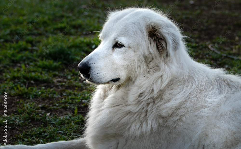 Pastore maremmano abruzzese femmina Stock-Foto | Adobe Stock