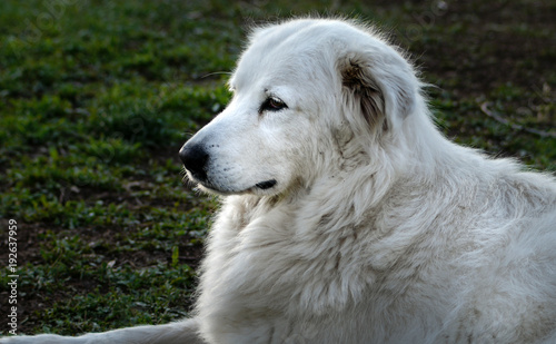 Pastore maremmano abruzzese femmina
