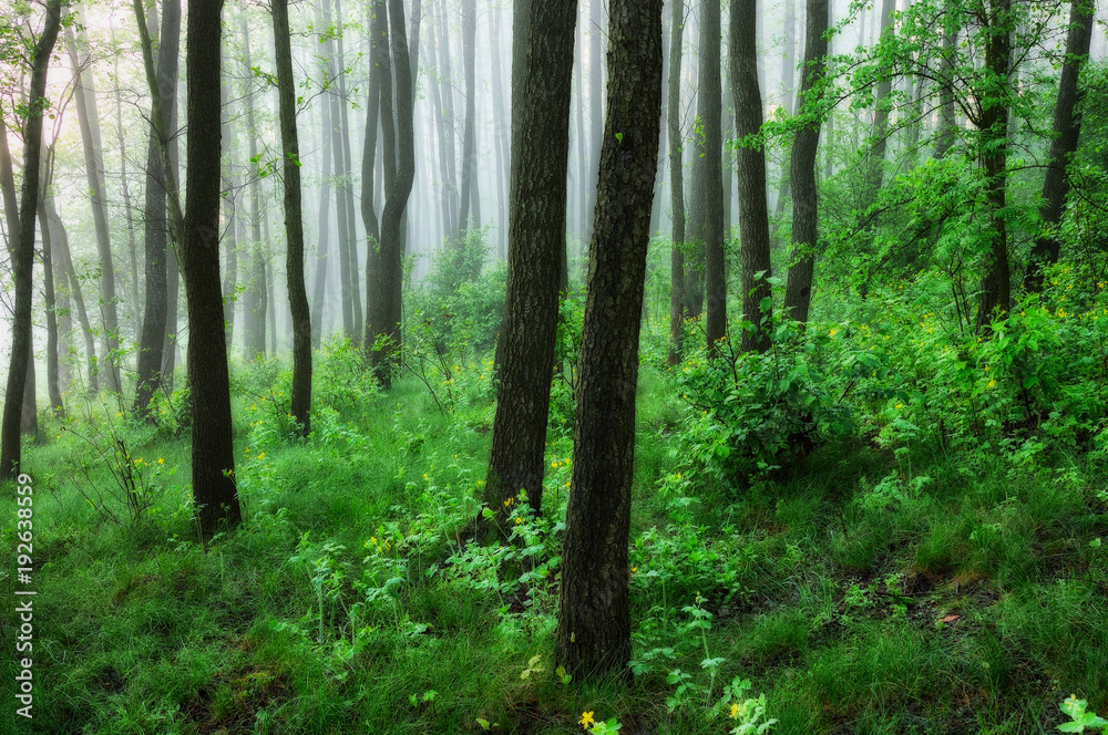 spring forest. a misty morning in a picturesque forest. Sun rays