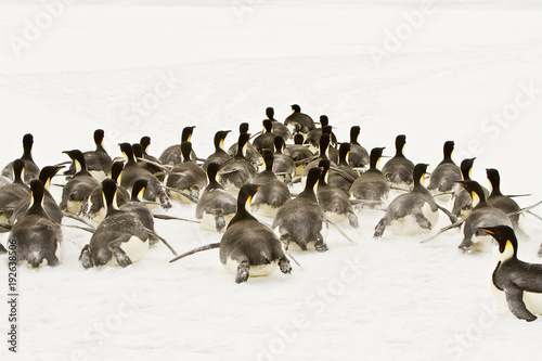Emperor penguins(aptenodytes forsteri)walking on their bellies on the sea ice of Davis sea,Antarctica © Sergey