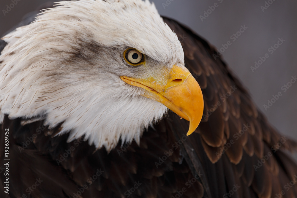 Obraz premium Weisskopfseeadler