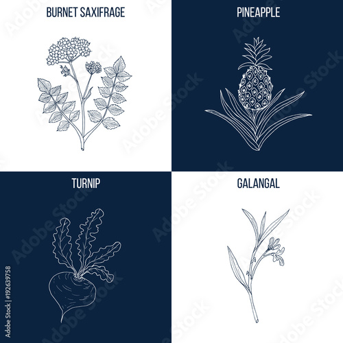 Set of four hand drawn eatable and medicinal plants