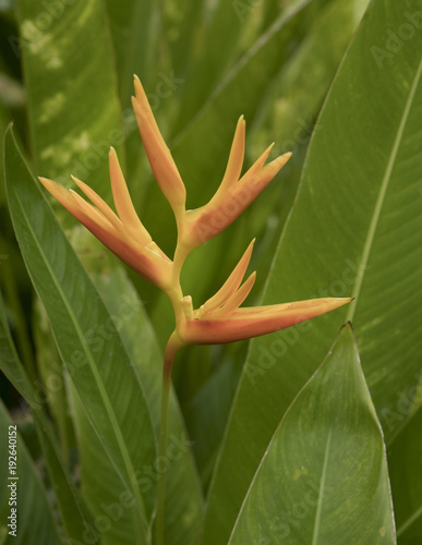 Rarotonga Cook Island. Polynesia. Maire Nui garden photo