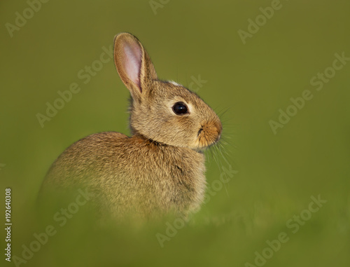 Portrait of a young little rabbit in the meadow photo