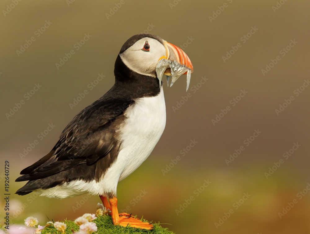 Obraz premium Close up of Atlantic Puffin with the beak full of sand eels