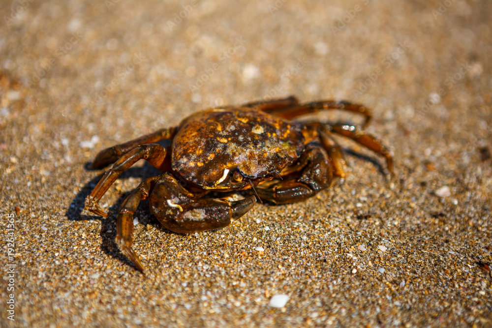 crab on the sand, the crab is on the beach, in the sea water