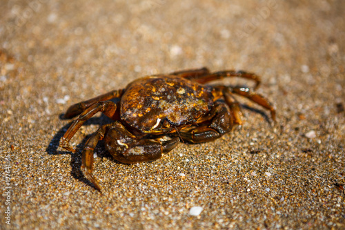 crab on the sand  the crab is on the beach  in the sea water