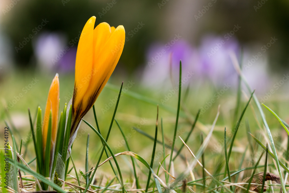 Fototapeta premium gelber Krokus mit lila Krokusse im Hintergrund