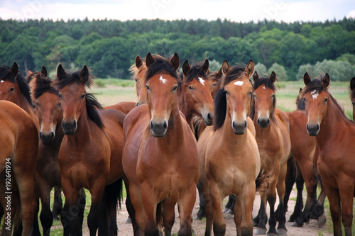 Group of wild free running brown horses on a meadow  standing side by side looking in front of the camera.