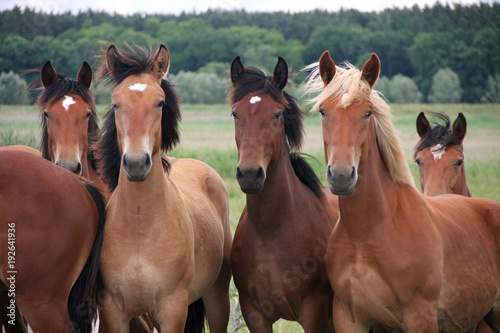Group of wild free running brown horses on a meadow, standing side by side looking in front of the camera.