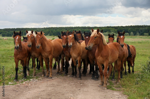 Group of wild free running brown horses on a meadow, standing side by side looking in front of the camera.