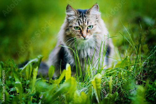 Gray fluffy cat on a background of green grass. A homeless animal. tramp