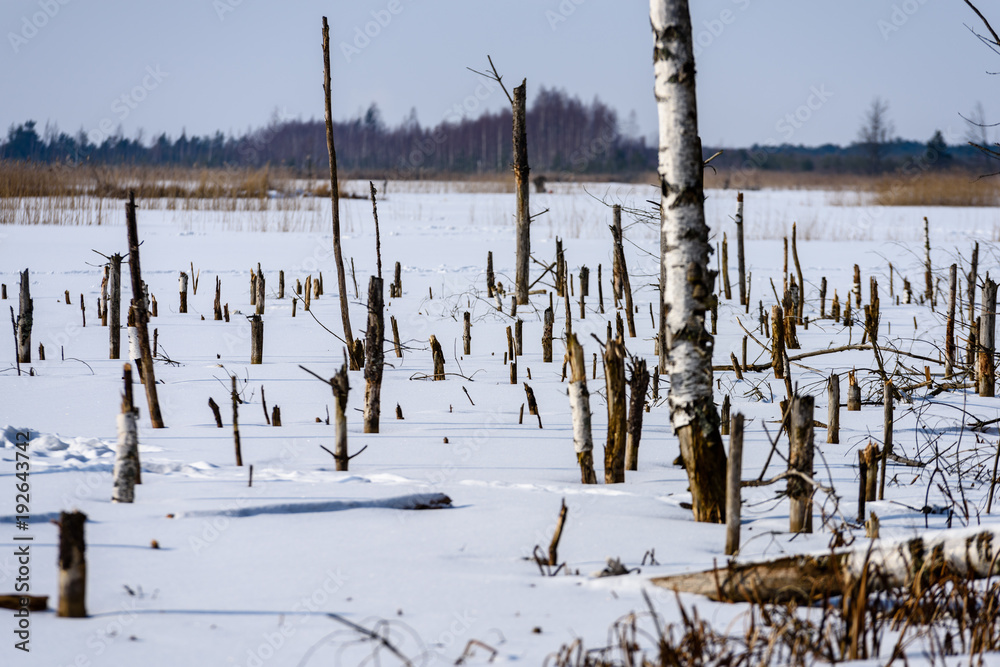 frozen naked dry and dead forest trees in snowy landscape frozen naked dry and dead forest trees in snowy landscape