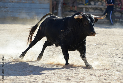 bull in spain