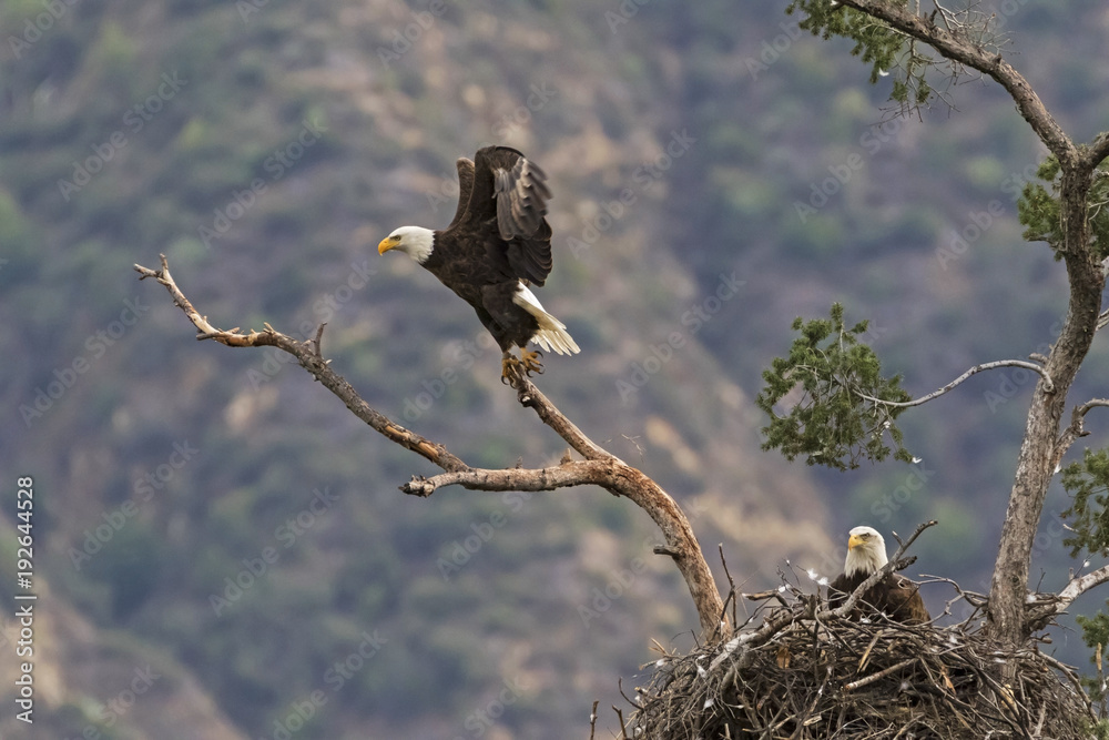 Obraz premium Eagle landing on tree limb perch next to nest