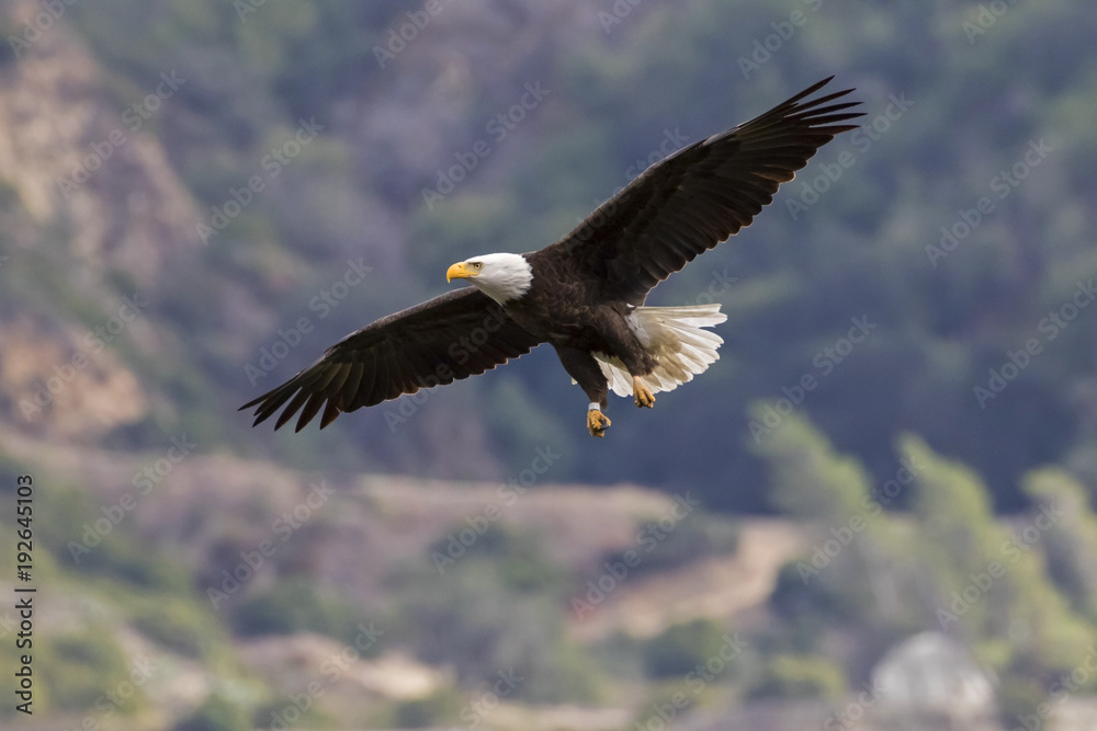 Fototapeta premium Eagle flying high above Los Angeles foothills
