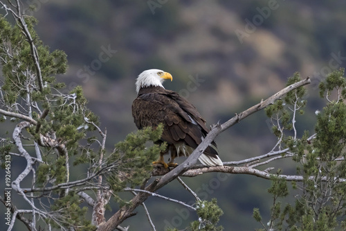Eagle overlooking Los Angeles foothills and valley