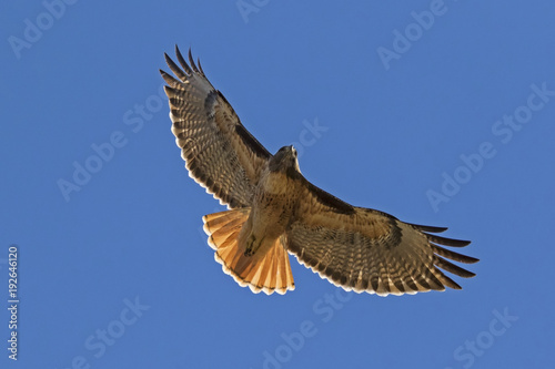 Hawk flying high above