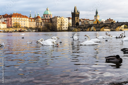White swans on the Vltava river with Prague cityscape on the background, Czech Republic