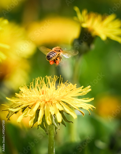 Biene schwebt über einer Löwenzahnblüte © Countrypixel