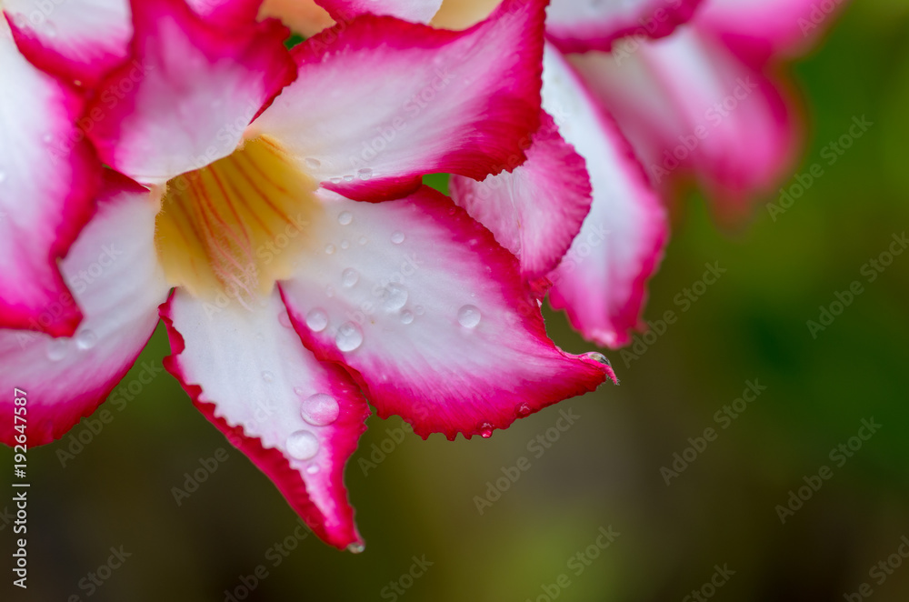 Tropical flower with rain drops clinging to fuchsia pink and white colored flower petals