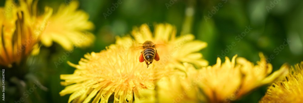 Fliegende Biene mit gefüllten Pollentaschen über einer Löwenzahnblüte von hinten Fliegende Biene mit gefüllten Pollentaschen über einer Löwenzahnblüte von hinten