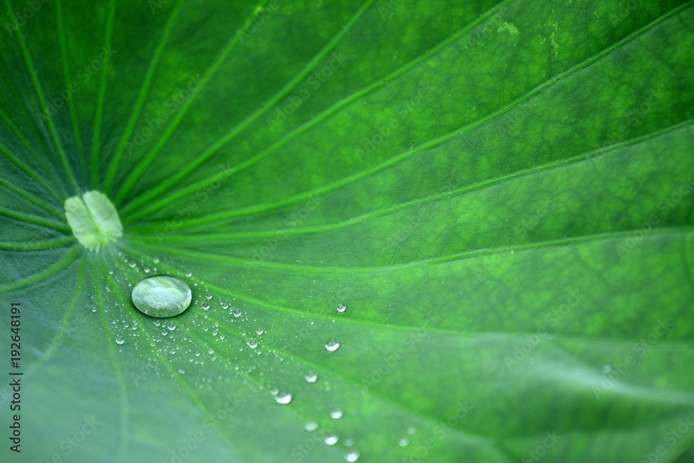 lotus leaf lotus leaf