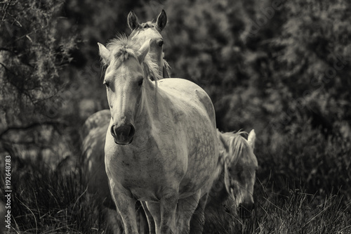chevaux camarguais noir et blanc  © fabien