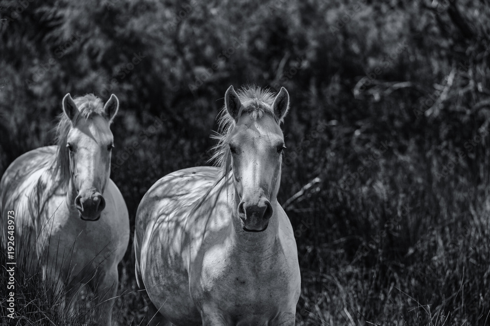 Obraz premium chevaux camarguais noir et blanc