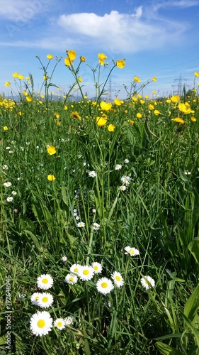 Frühlingswiese