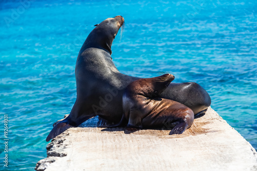Female sea lion with her calf on the stone pier