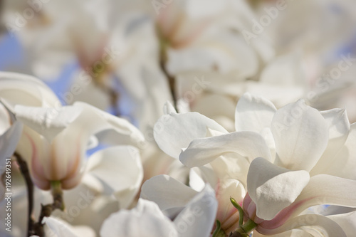 Spring background with white magnolia flowers close up