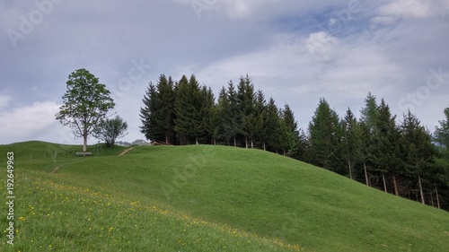 Bergwiese