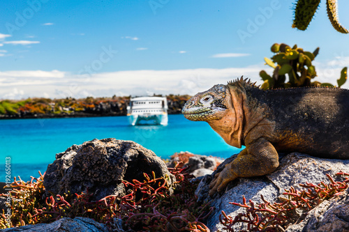 Fotografie land iguana with a white boat in the background, South Plaza Island