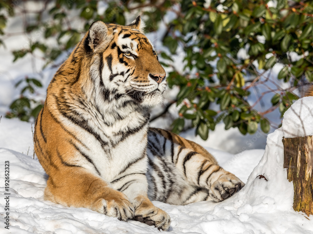 Obraz premium Tygrys syberyjski Panthera tigris altaica, odpoczywający w śniegu w lesie. Patrząc na aparat.