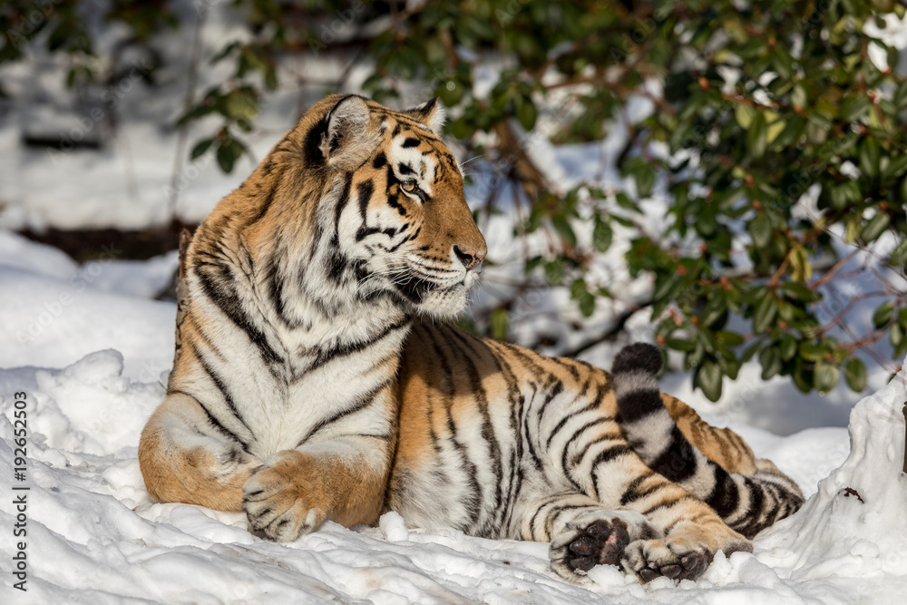 Fototapeta premium Syberyjski tygrys, Panthera tigris altaica, odpoczywa w śniegu w lesie. Patrząc na aparat.