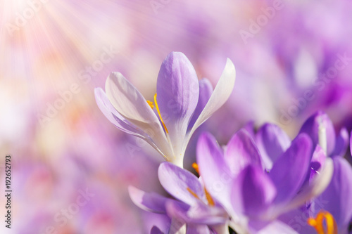 Wiese mit zarten Blumen im Frühling