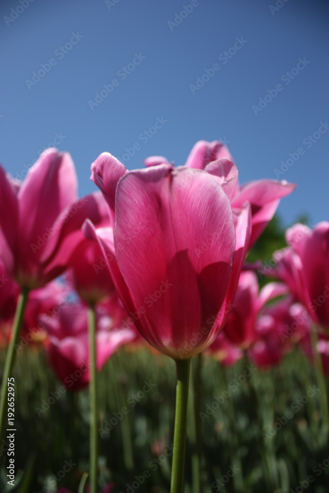 Pink tulip blooming background