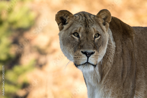 Female lion, Panthera leo, lionesse portrait, looking slightly to the right. Soft, sunlit background, space for text on left side