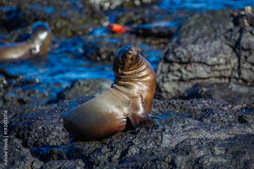 Small sea lion scratching his nose on beach rocks