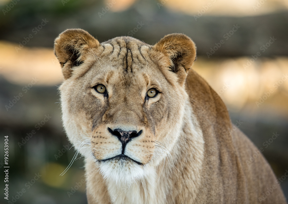 Obraz premium Female lion, Panthera leo, lionesse portrait, looking in camera with soft background
